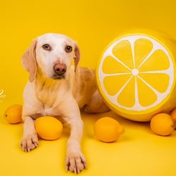 Brittany Rose Petography - Lemon