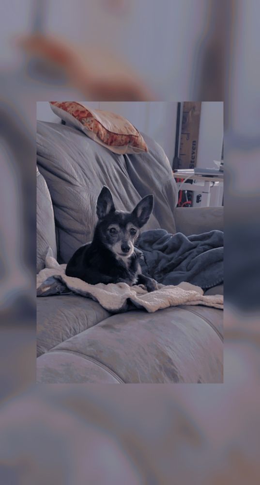 D & D PET GROOMING Updated May 2024 511 Champion Dr, Canton, North