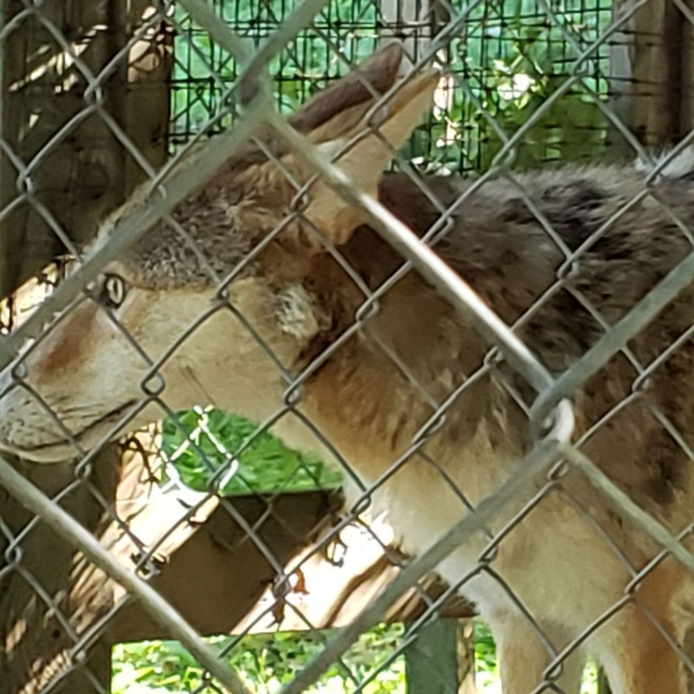 Howell Nature Center - Coyote - Summer Camps Near Me - Howell, Michigan Howell Nature Center - Coyote - Summer Camps Near Me - Howell, Michigan