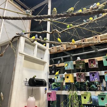 Austin Aquarium - Parakeet enclosure - Aquariums Near Me - Austin, Texas