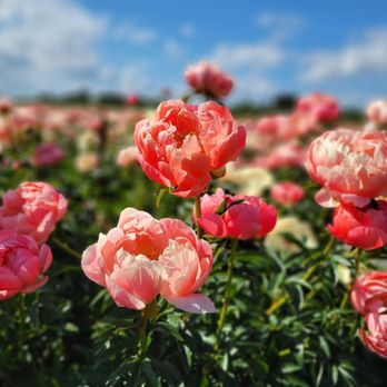 Adelman Peony Gardens Brooklake Road Northeast Salem Or: Explore Blooms
