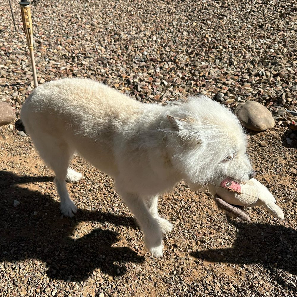 PARK & BARK MOBILE PET GROOMING Updated August 2024 43 Photos & 76