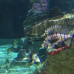 Aquarium Sea Life