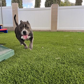Camp Schultz Dog Board and Play - Playing and boarding - Pet Groomers Near Me - Bonita, California