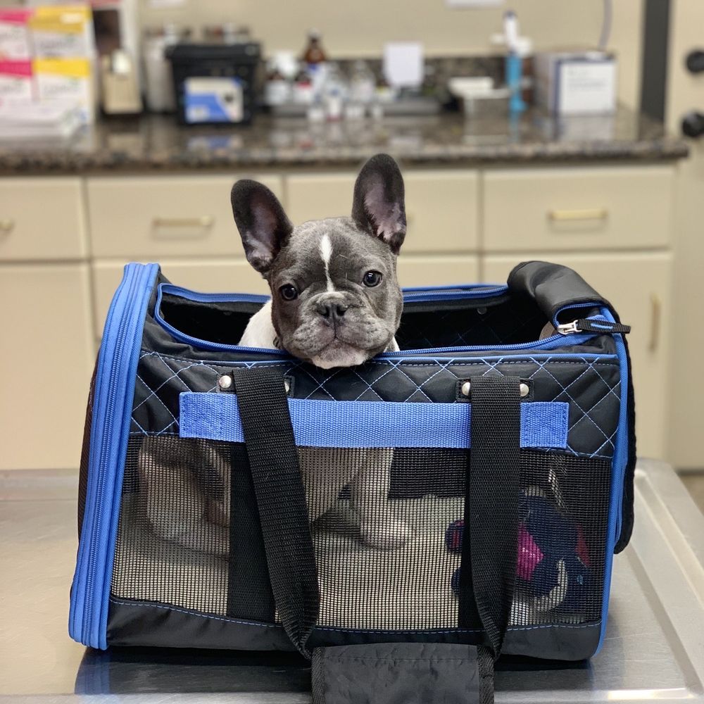 Do You Need A Dog License In Los Angeles