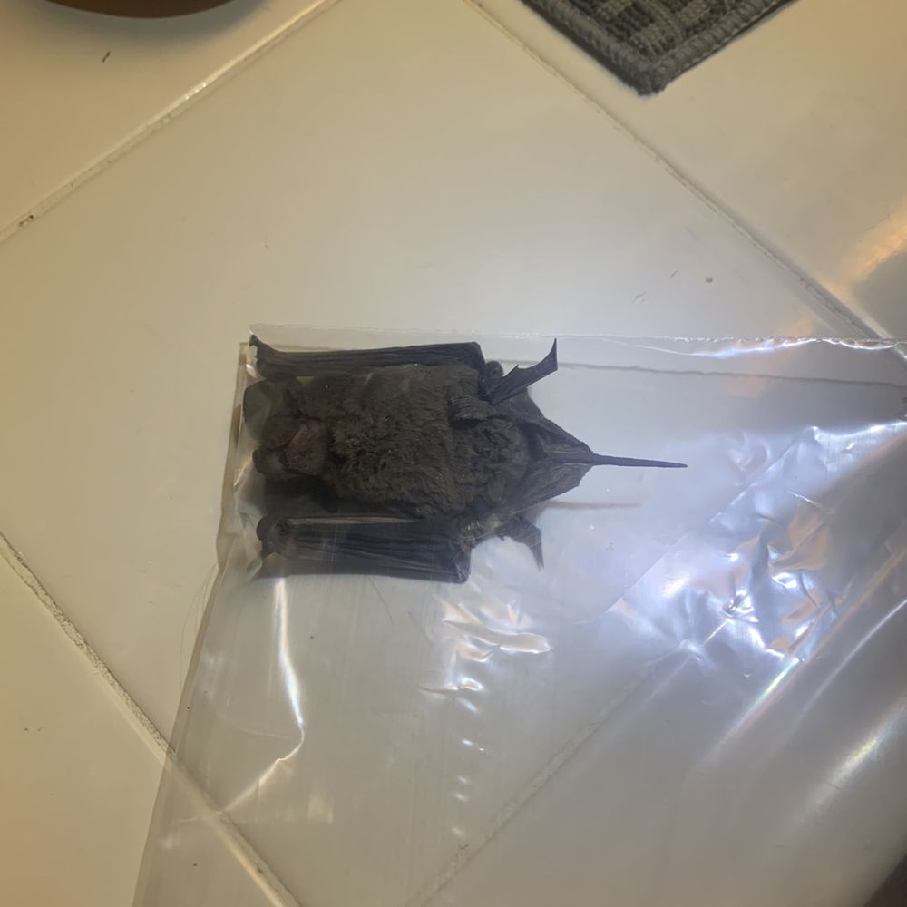Bat