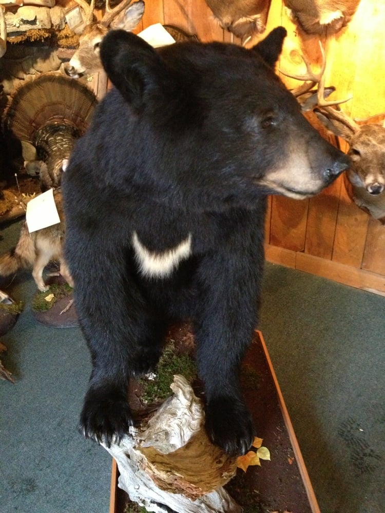 ROD’S TAXIDERMY Updated August 2024 4491 St Rte 17B, Callicoon, New