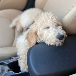 TJs Pups - Previously known as Dahlia , is now LOLA