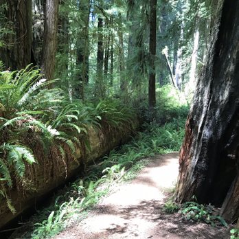 Prairie Creek Redwoods State Park - Parks Near Me - Orick, California Prairie Creek Redwoods State Park - Parks Near Me - Orick, California