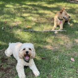 1 on 1 Pet Sitting Services - The camera loves Blue!