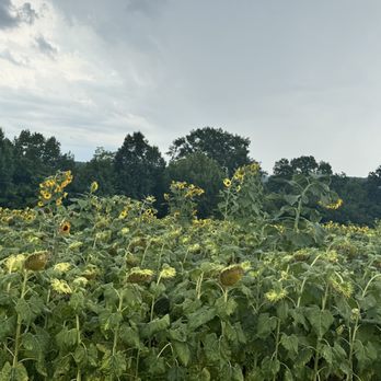 Thierbach Orchards & Berry Farm - Sunflowers - Fruits & Veggies Near Me - Marthasville, Missouri Thierbach Orchards & Berry Farm - Sunflowers - Fruits & Veggies Near Me - Marthasville, Missouri