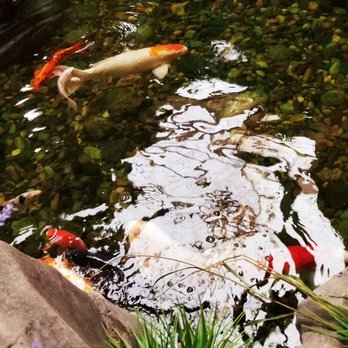 C'mon Inn - Koi fish - Hotels Near Me - Billings, Montana