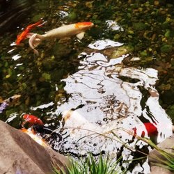 C'mon Inn - Koi fish
