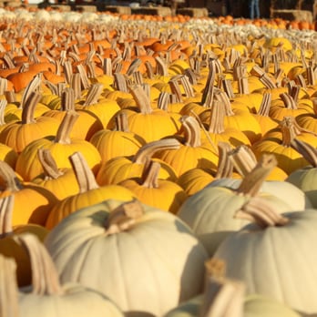 Jacobs Farms - Rainbow of Pumpkins! - Pumpkin Patches Near Me - San Jose, California Jacobs Farms - Rainbow of Pumpkins! - Pumpkin Patches Near Me - San Jose, California