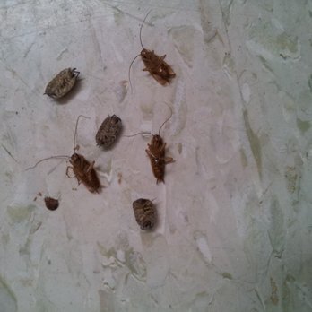 Peckitt Pest Solutions - Sowbugs, cockroaches, and bedbugs. - Pest Control Near Me