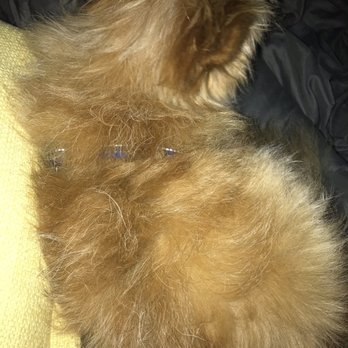 Under One Woof - This is how long his hair was when I dropped him, and his harness never appeared to be removed. - Pet Groomers Near Me - Stillwater, Minnesota Under One Woof - This is how long his hair was when I dropped him, and his harness never appeared to be removed. - Pet Groomers Near Me - Stillwater, Minnesota