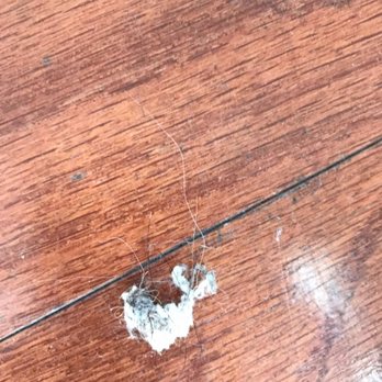 Hermosa Hotel - Labor Day weekend Gum wad that was stuck to the head board and pillows in my room - Hotels Near Me - Avalon, California Hermosa Hotel - Labor Day weekend Gum wad that was stuck to the head board and pillows in my room - Hotels Near Me - Avalon, California