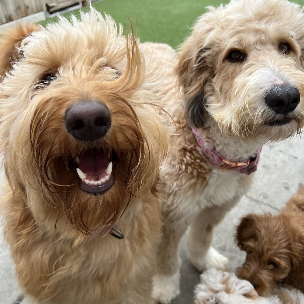 A Bark Idea - Pet Training Near Me - Redondo Beach, California A Bark Idea - Pet Training Near Me - Redondo Beach, California