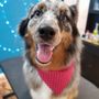 Photo of Aunt Meg's Grooming