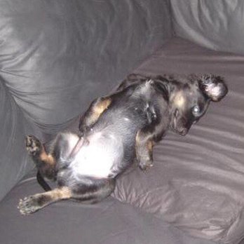 Pet Home Euthanasia Service - Marley's puppy pic - Pet Cremation Services Near Me Pet Home Euthanasia Service - Marley's puppy pic - Pet Cremation Services Near Me
