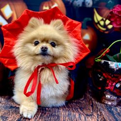PurrFurred Pet Styling - Naperville - Danielle takes great care with our three fur babies and even dies special photo shoots for the holidays!