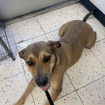 Petco - Pet Stores Near Me - Mesa, Arizona