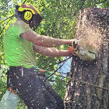 Priority Tree - Removing a declining pine in Columbia Tusculum. - Tree Services Near Me - Milford, Ohio Priority Tree - Removing a declining pine in Columbia Tusculum. - Tree Services Near Me - Milford, Ohio