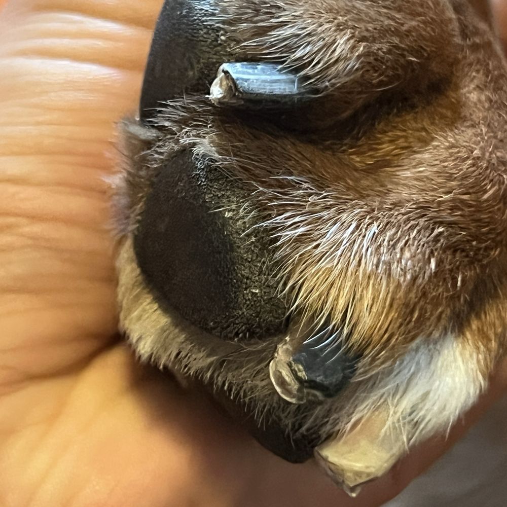 Wag N Purr Grooming - Uneven nails. Nails not properly trimmed or filed. - Pet Groomers Near Me - Ontario, California