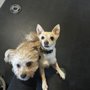 Photo of Knotty Doggy Bath House