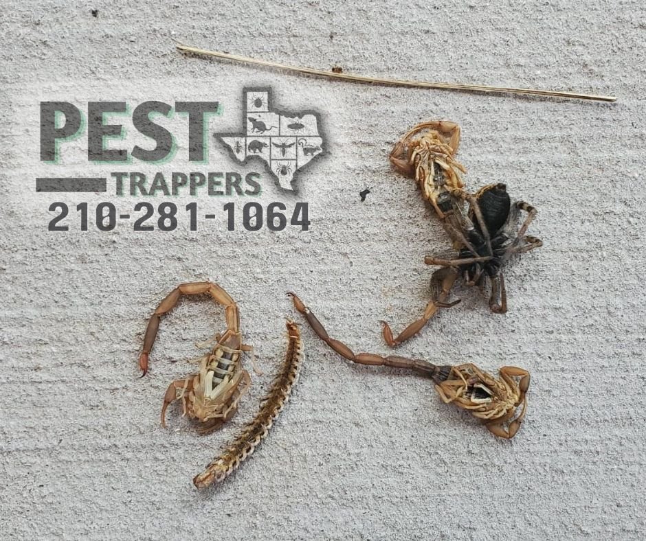 PEST TRAPPERS Request a Quote 11 Photos San Antonio, Texas Pest