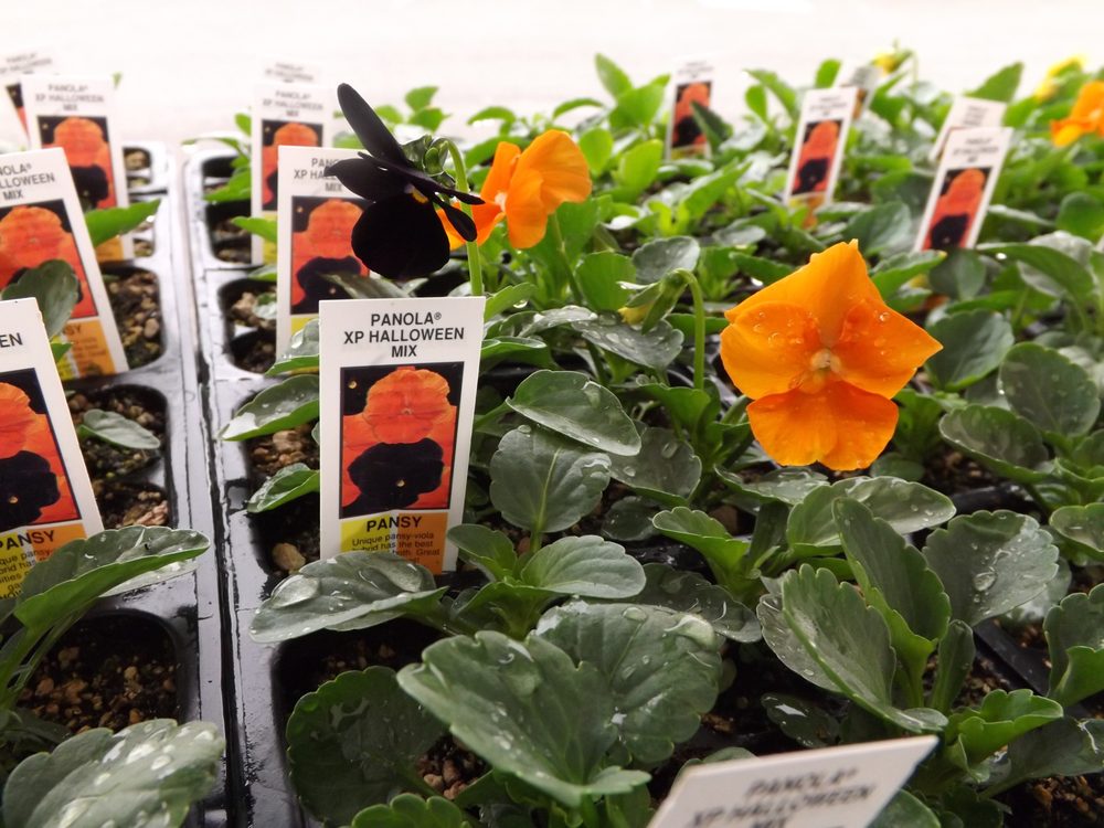 GREENLEAF INDUSTRIES Updated July 2024 150 Union Ave, Grants Pass