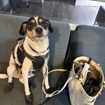 Dog Friendly Grooms - Charlie ready for Sandy - Pet Groomers Near Me - Ridgewood, New York Dog Friendly Grooms - Charlie ready for Sandy - Pet Groomers Near Me - Ridgewood, New York