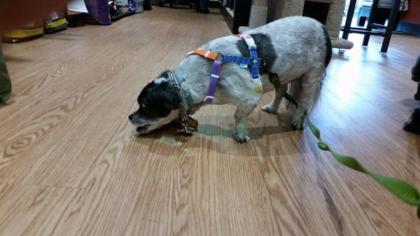 Munchies Natural Pet Foods