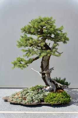 Chicago Botanic Garden by null