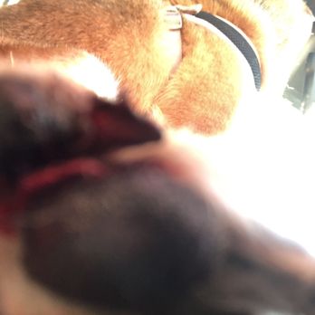 Northern Aquarium - my dog's feet is bleeding badly after grooming at here - Pet Stores Near Me - Flushing, New York Northern Aquarium - my dog's feet is bleeding badly after grooming at here - Pet Stores Near Me - Flushing, New York