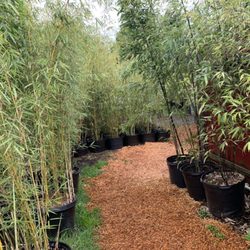 JA Bamboo Nursury - New