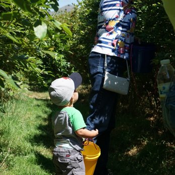 Linbo Blueberry Farm - a woman and child picking apples - Fruits & Veggies Near Me - Puyallup, Washington