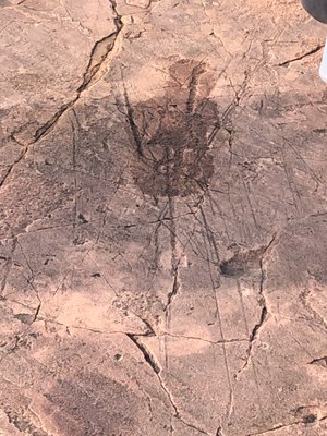 Jeffers Petroglyphs by null