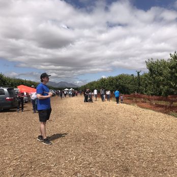 Cherry Time - Long parking aisle to entrance.  Check the trees along this aisle and back to the front - Pick Your Own Farms Near Me - Brentwood, California