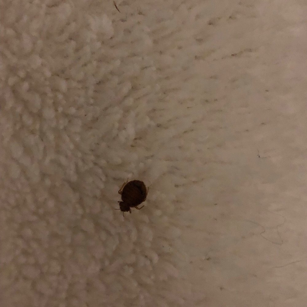 Avana on Broad - Bed bug - Apartments Near Me - Durham, North Carolina