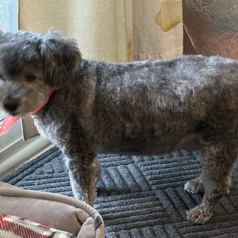 Cody & Miley Pet Grooming - Pet Groomers Near Me - Rosemead, California