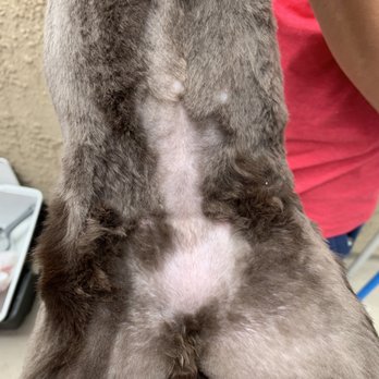 Anna's Pet Grooming - Closer up ... - Pet Groomers Near Me - Norwalk, California Anna's Pet Grooming - Closer up ... - Pet Groomers Near Me - Norwalk, California