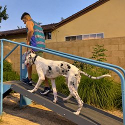 Off Leash K9 Training - Dallas taking on the agility course with Trainer Anthony! Building confidence, coordination, and obedience one obstacle at a time.