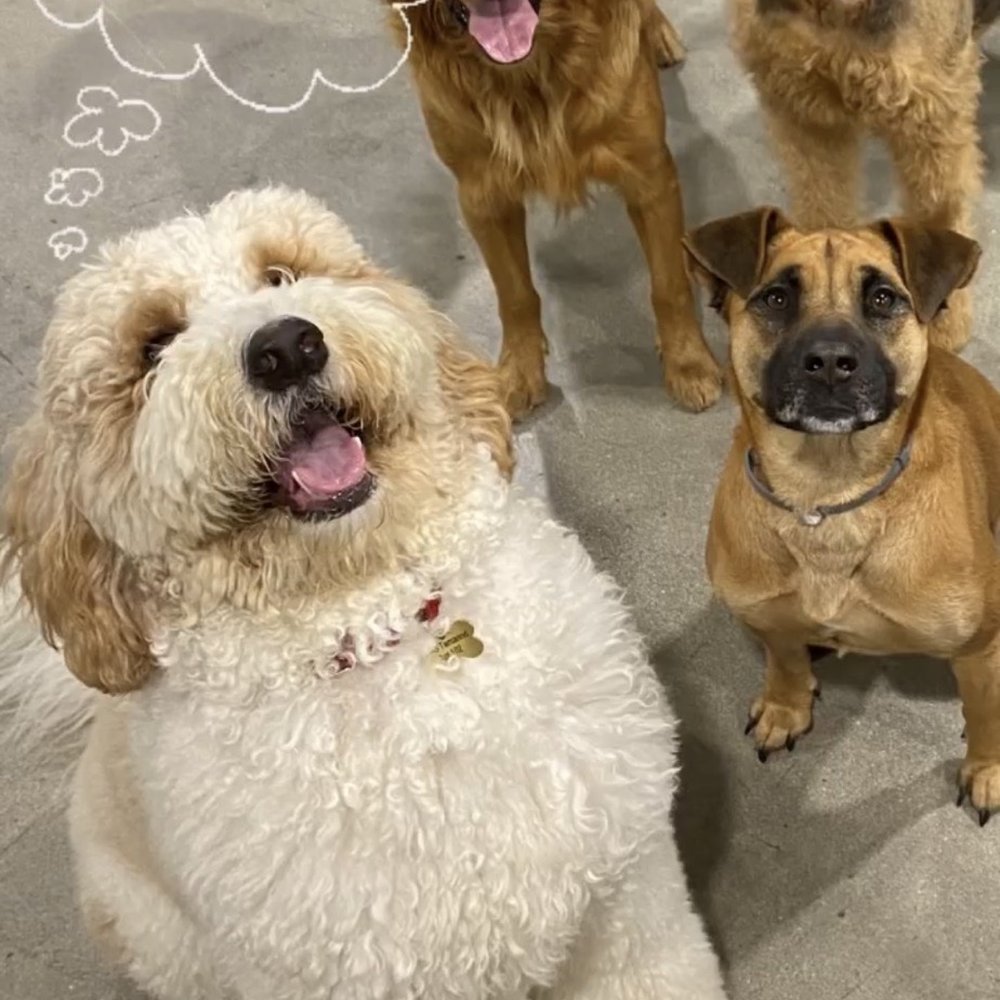Dogdrop - Pet Sitting Near Me - Los Angeles, California Dogdrop - Pet Sitting Near Me - Los Angeles, California