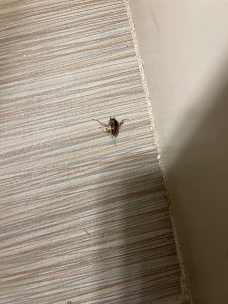 BUGABOO PEST CONTROL Updated July 2024 60 Photos Denver