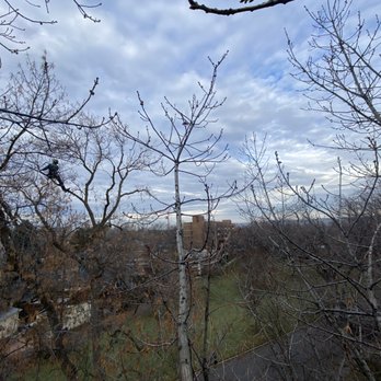 Living Branch - Tree Services Near Me - Boise, Idaho Living Branch - Tree Services Near Me - Boise, Idaho