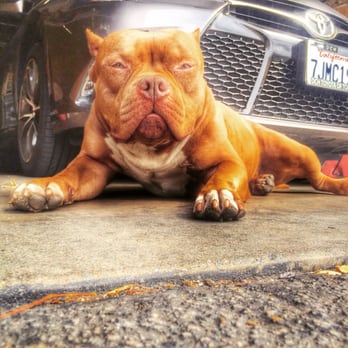 Paradise Tinting - Big USO is a love able mascot as well as shop dog. Don't be afraid of USO he will greet u with love and friendship. - Car Window Tinting Near Me - Gardena, California
