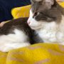 Photo of Maid For Your Pet