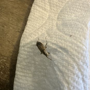 Chick-fil-A - Bug bug of some sort - Fast Food Near Me - Fremont, California Chick-fil-A - Bug bug of some sort - Fast Food Near Me - Fremont, California