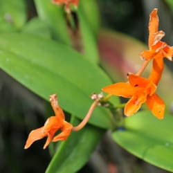 Jacky Orchiflora - Een orchidee uit de privéverzameling